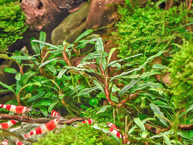 Mini Nadelblatt - Bucephalandra micrantha 'Needle Leaf' in vitro